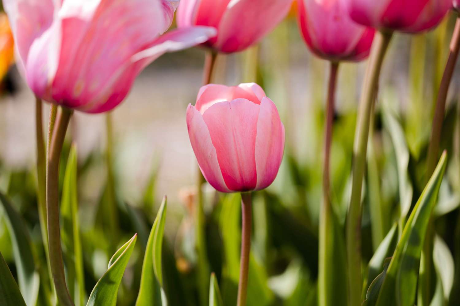 Tulipe 'Salmon Impression'
